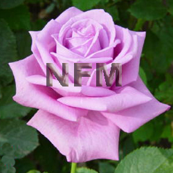 lavender roses maritim